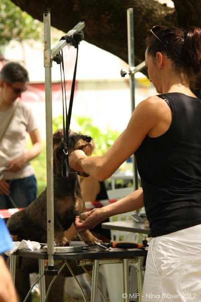 2012-07-01 B & B - Bedlington & Bichon Fun Day (19)_1000x1500.jpg